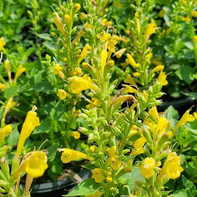 Agastache x 'Kudos Yellow'