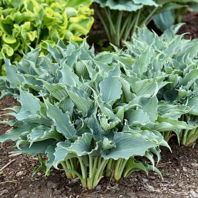 Hosta hybrid Shadowland® Shadowland® 'Waterslide'