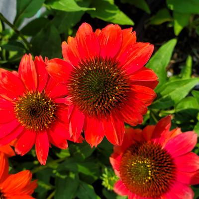Echinacea x SUMMERSONG™ Firefinch™