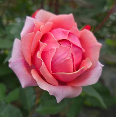 Rosa Knock Out® Coral Knock Out®