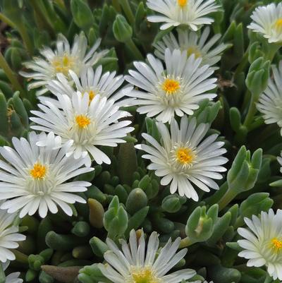 Delosperma cooperi Jewel of the Desert® Moonstone