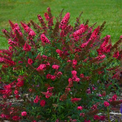Buddleia davidii Monarch® 'Prince Charming'