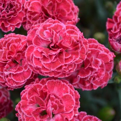 Dianthus x Fruit Punch® Raspberry Ruffles