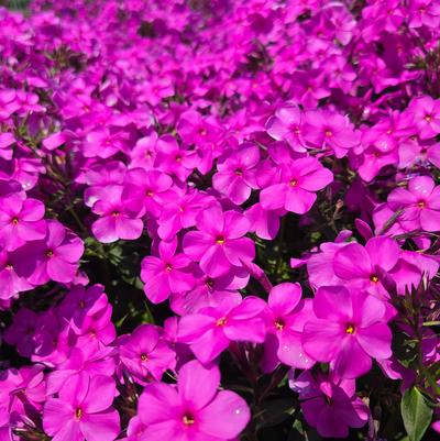 Phlox hybrid Cloudburst