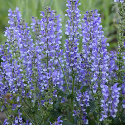 Salvia Color Spires® Azure Snow