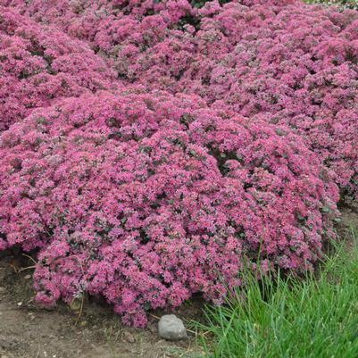 Sedum x Rock 'N Grow® Rock 'N Grow® 'Popstar'