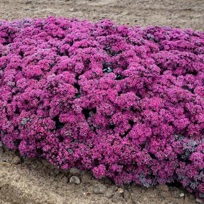 Sedum x Rock 'N Grow® Rock 'N Grow® 'Superstar'