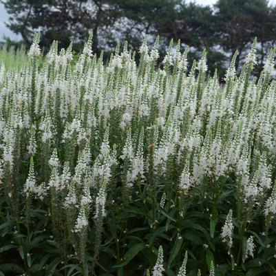 Veronica x Magic Show® Magic Show® 'White Wands'