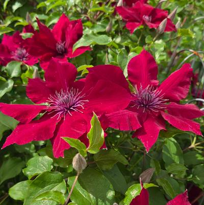 Clematis x Boulevard® Nubia™