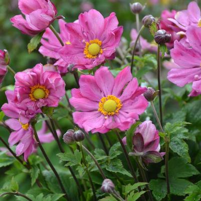 Anemone x 'Curtain Call Deep Rose'