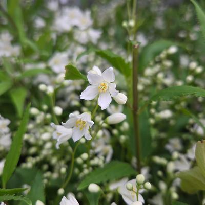 Deutzia gracilis 'Nikko'
