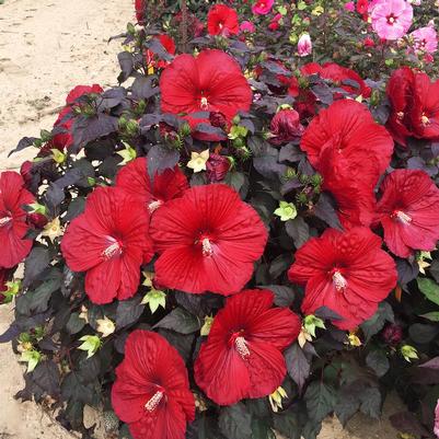 Hibiscus x Summerific® Holy Grail
