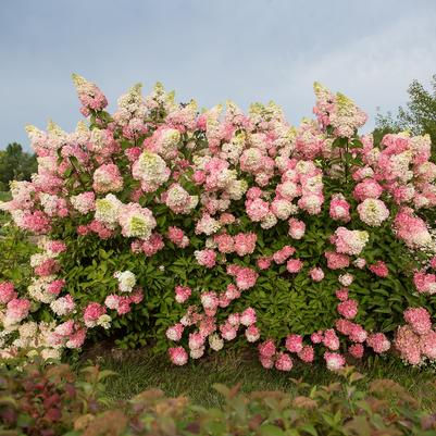 Hydrangea paniculata Berry White®