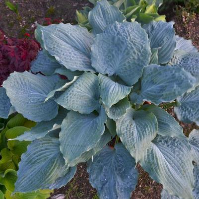 Hosta hybrid Shadowland® Shadowland® 'Diamond Lake'