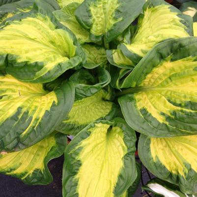 Hosta x Shadowland® Shadowland® 'Etched Glass'