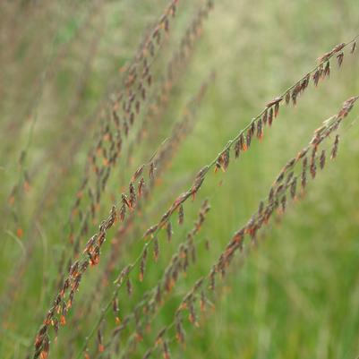 Bouteloua curtipendula 
