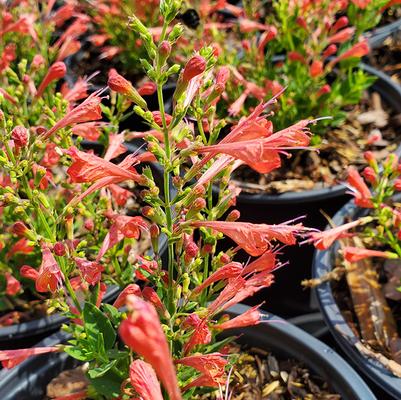 Agastache x 'Kudos Red'