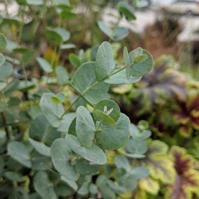 Eucalptus 'Silver Dollar'