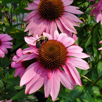 Echinacea purpurea 'Ruby Star'