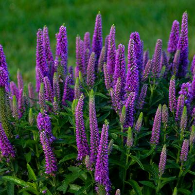 Veronica x Magic Show® 'Purple Illusion'