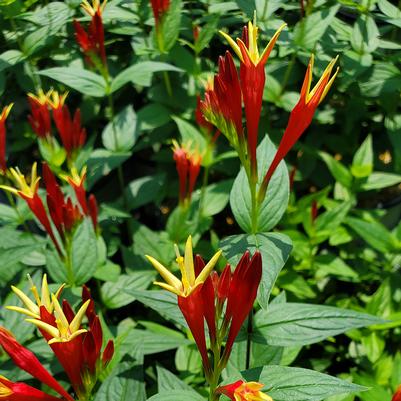 Spigelia marilandica 'Little Red Head'