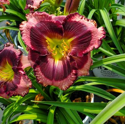 Hemerocallis hybrid Rainbow Rhythm® 'Storm Shelter'