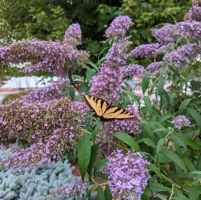 Buddleia davidii 'Grand Cascade'