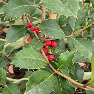 Ilex opaca 'Satyr Hill'