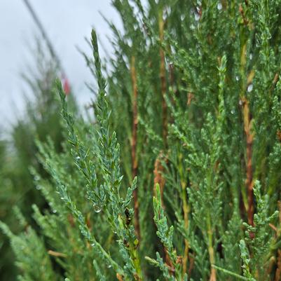 Juniperus scopulorum 'Skyrocket'