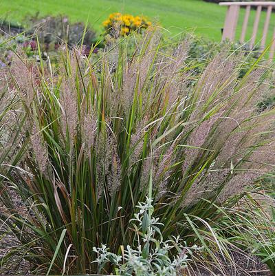 Calamagrostis Arundinacea brachytricha
