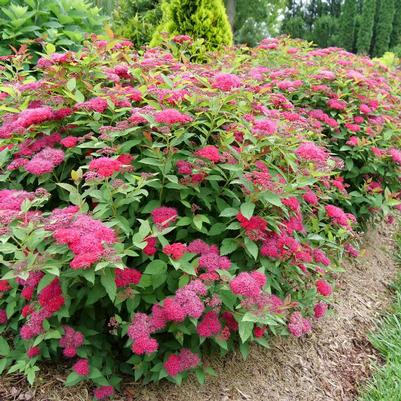 Spiraea x Double Play Double Play Doozie®