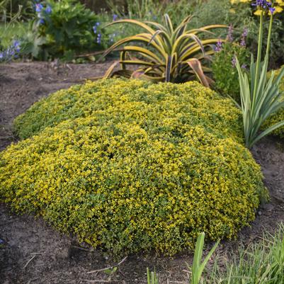 Sedum x Rock 'N Grow® Rock 'N Grow® 'Yellow Brick Road'