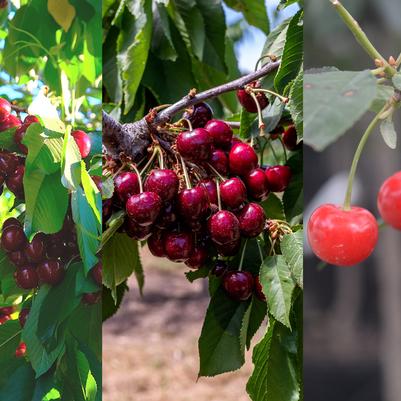 Prunus avium 3-in-1 Cold Climate