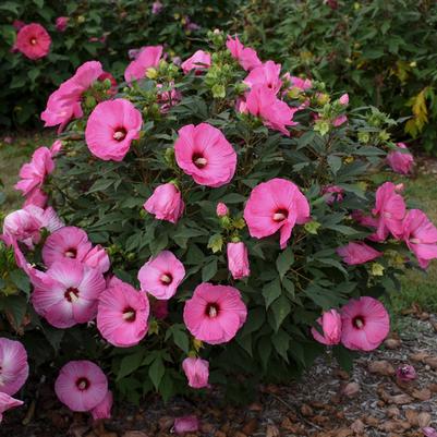 Hibiscus x Summerific® Candy Crush