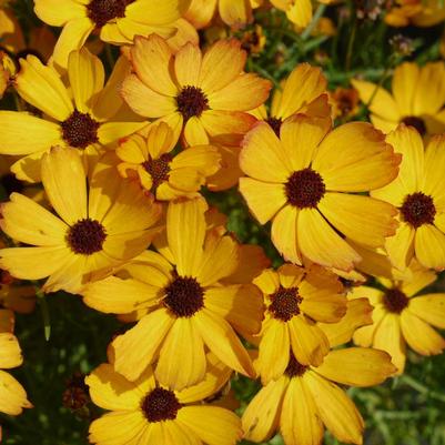 Coreopsis verticillata Permathread™ 'Butter Rum'