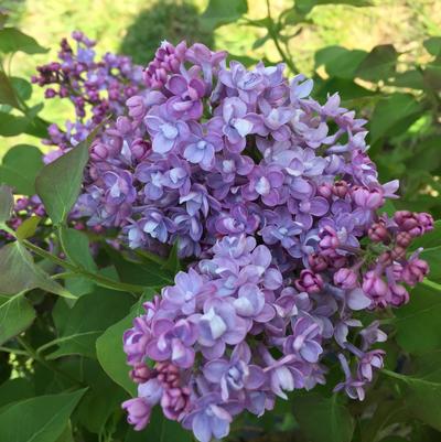 Syringa x hyacinthiflora Scentara® Double Blue