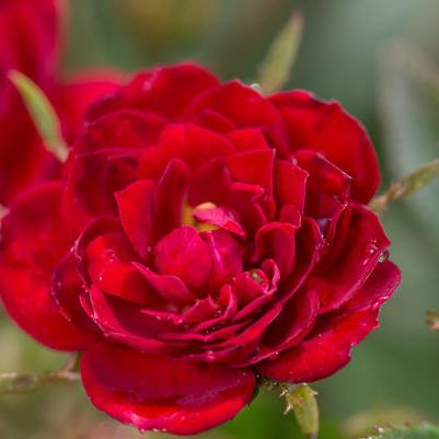 Rosa Easy Elegance® Chi™