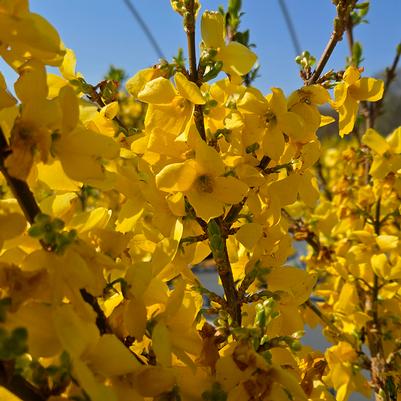 Forsythia x Show Off®