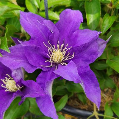 Clematis 'Olympia'