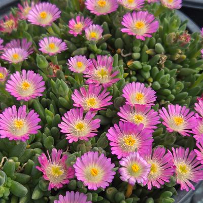 Delosperma cooperi 'Jewel of Desert Rosequartz'