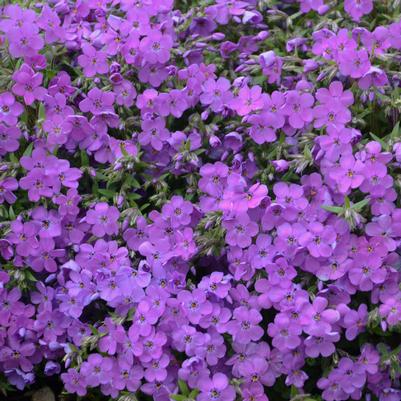 Phlox x 'Purple Sprite'
