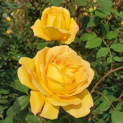 Rosa Golden Celebration®