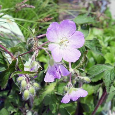 Geranium maculatum 