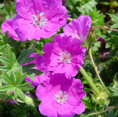 Geranium sanguineum 'Max Frei'