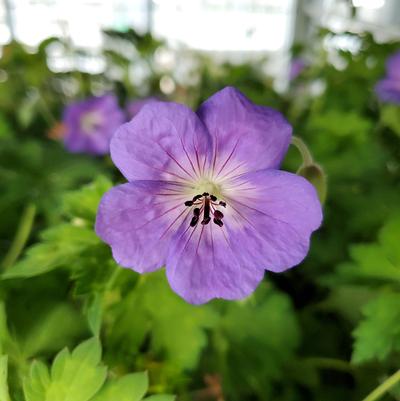 Geranium Rozanne