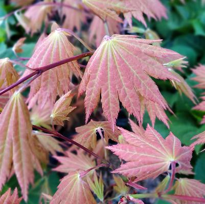 Acer shirasawanum 'Autumn Moon'