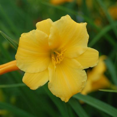 Hemerocallis Stella d'Oro