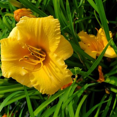 Hemerocallis Apricot Sparkles