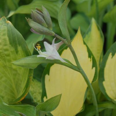 Hosta x 'Pauls Glory'