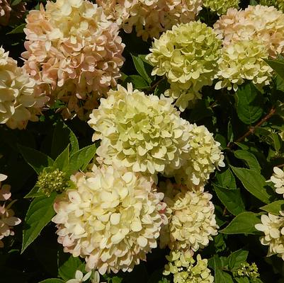 Hydrangea pan. Little Lime®